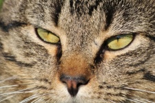 Olhos verdes do gato malhado cinzento