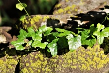 Green Ivy on Mossy Rock