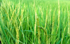 зеленая рисовая ферма
