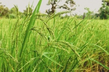 Green Rice Farm