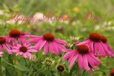 Happy Mother&039;s Day Pink Coneflowers