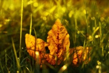 Podzimní listí světlo listoví javor