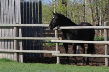 Cavallo guardando oltre il recinto