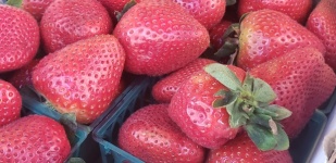 Strawberries In Basket