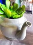 Succulent in a teapot