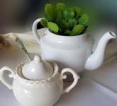 Succulent in a teapot