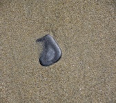 Sea Pebble