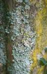 Light Green And Yellow Lichen