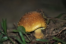 Little Gold Mushroom Close-up
