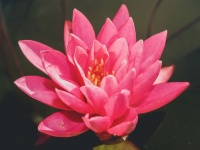 Lotusbloem