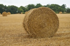 Stacks of straw in the field