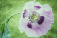Blommande purpur för vallmoblomma
