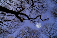Moonlight hvězdy stromy obloha