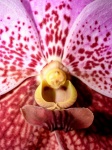 Flor da orquídea