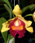 Orchideebloem foto