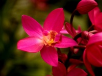 Fotografie cu flori de orhidee