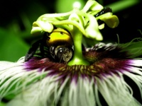 Zdjęcie kwiatu marakui