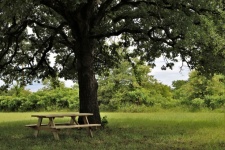 Masa de picnic sub stejar