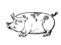 Clipart de dibujo de cerdo