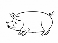 Clipart de dibujo de cerdo