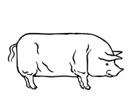 Clipart di contorno di maiale