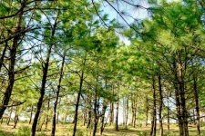 Pin forestier Loei Thailanda