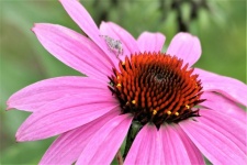 Coneflower rosa e close-up de aranha