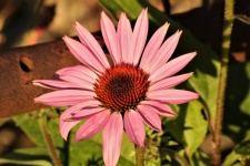 Coneflower rosa close-up