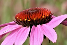 Coneflower rosa vista lateral close-up