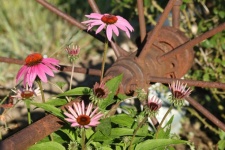 Pink Coneflowers and Rusty Wheel