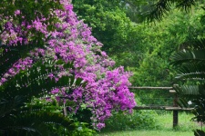 Pink flowering bougainvillea
