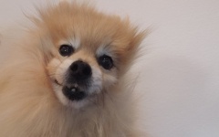 Pomeranian Dog Portrait Closeup