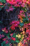 Röda och gula blad på hösten