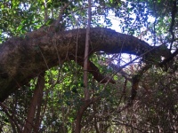 Arco del tronco di salice del cespuglio 