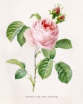 Rose vintage art nouveau gammal