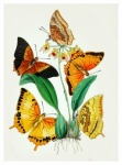 Fiori di farfalle vintage vecchio