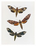 Fiori di farfalle vintage vecchio