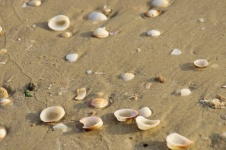 Coquillages sur la plage de sable