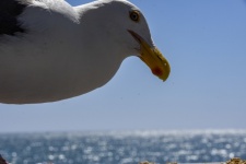 Seagull profile