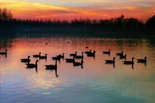 Cielo al tramonto degli uccelli del lago