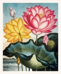 Sztuka lilii wodnej malowane vintage