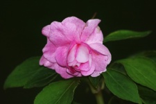 Begonia rosa luccicante su nero