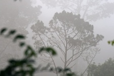 Vista encoberta de uma árvore na névoa