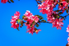 Flores da primavera