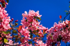 Flori de primăvară