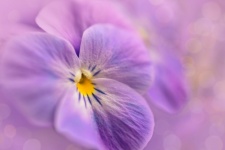 Violetas de amor-perfeito violeta