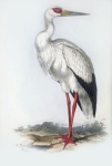 Stork vintage art novella
