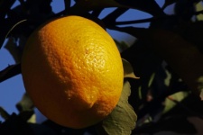 Zonlicht op getextureerde schil van citr