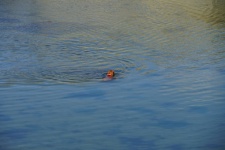 狗头从水里出来