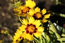 Three Tickseed Wildflowers Close-up